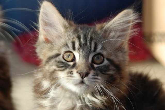 Maine Coon Babies Ollie,Otto,Oskar und Olivia... - Maine Coon - Wuppertal