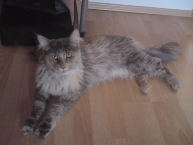 Schmusige, verspielte MaineCoon sucht neuen Dosenöffner - Maine Coon - Münchberg