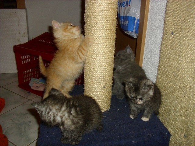 Katzenliebhaber gesucht - Mischling - Niederndodeleben