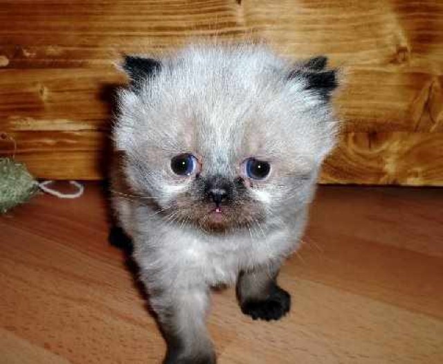 Kleine Gremlins suchen ein neues Zuhause - Perser - Lübeck