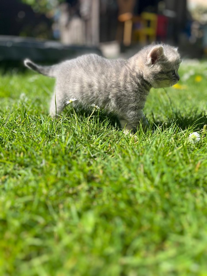 Wuschelweiche Kitten - Hauskatzen - Hamburg