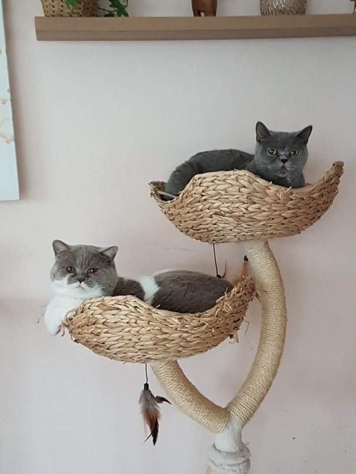 BKH Kitten reinrassig abholbereit - British Kurzhaar - Moorenweis