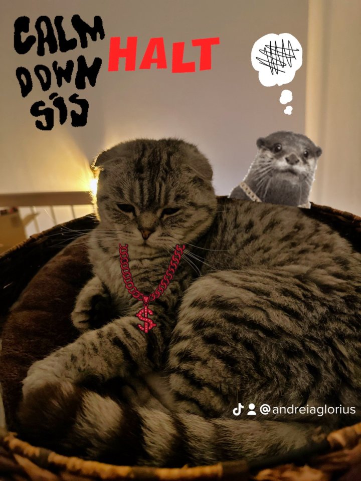 5 Jähriger kastriert Kater Nino Scottish Fold - Scottish Fold - Celle 