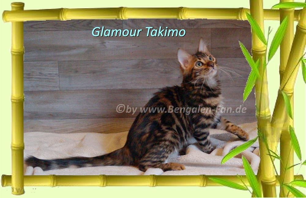 Cahsmere Bengal Kater sehr lieb & pfiffig! Evtl. sogar mit Zuchtfreigabe! - Bengal - Wittmund