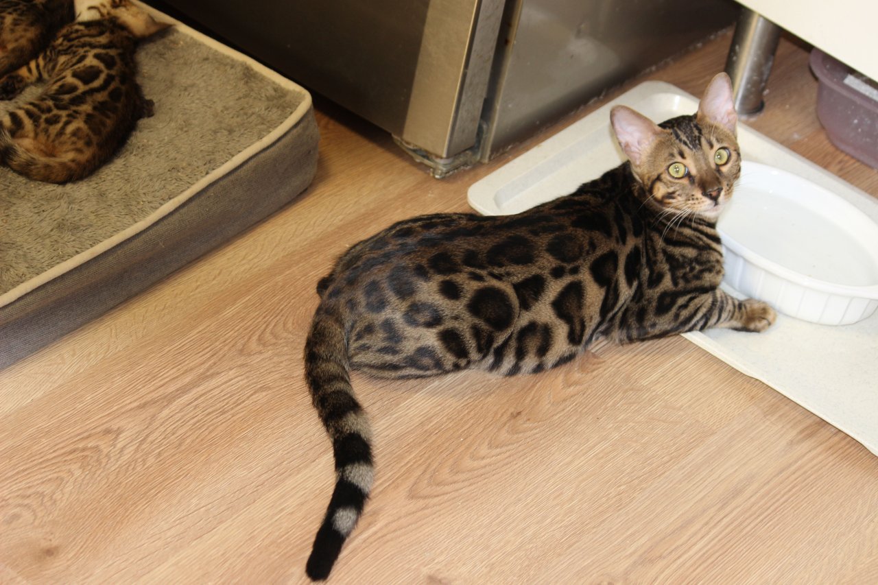 Kater Reinrassig (Bengal Kater) - Bengal - Bad Schönborn
