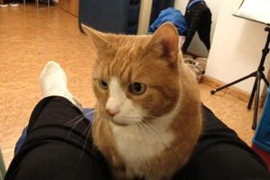 JONNY - Europäische Kurzhaar, männlich, ca. 15 Jahre, Kastriert - Hauskatzen - Lauf an der Pegnitz