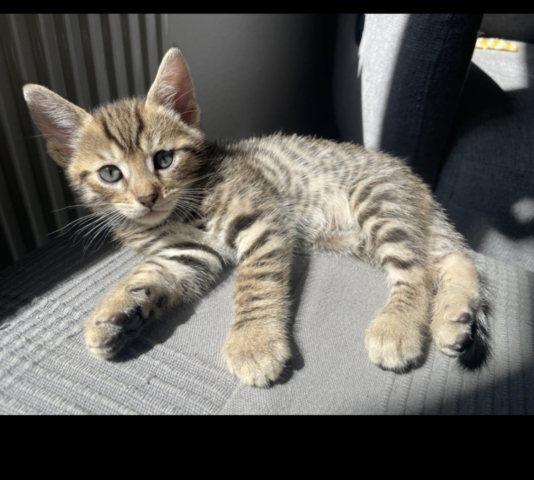 Wunderschöne und verschmuste Bengal-Kitten - Bengal - Köln