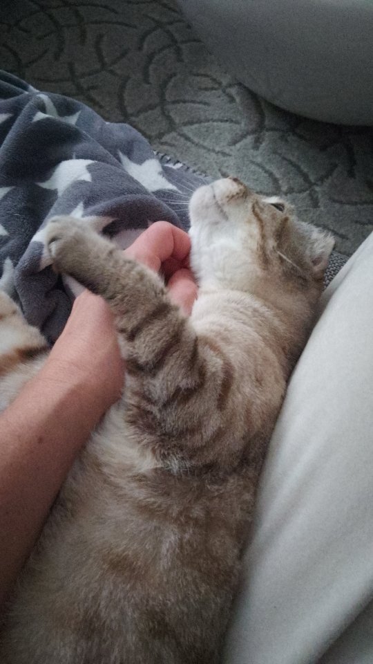 Scottish Fold, 4 Jahre alt und kastriert - Katzen Sonstige - Hamburg