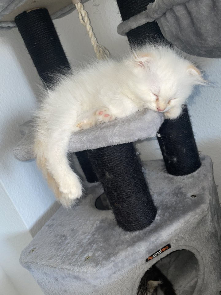 Zwei Perser Kitten suchen ein liebevolles Zuhause - Perser - Essen