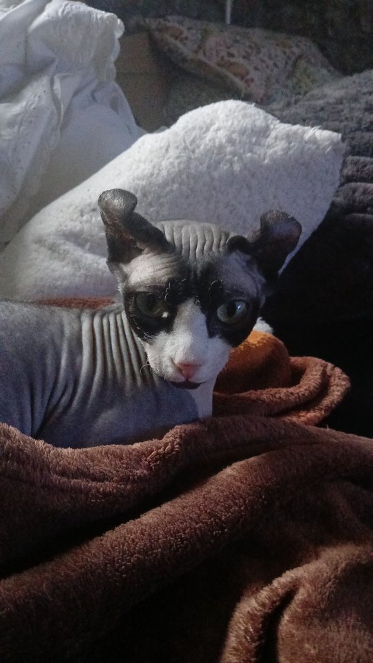 Deckkater spynx gesucht - Deckkater - Neufchateau