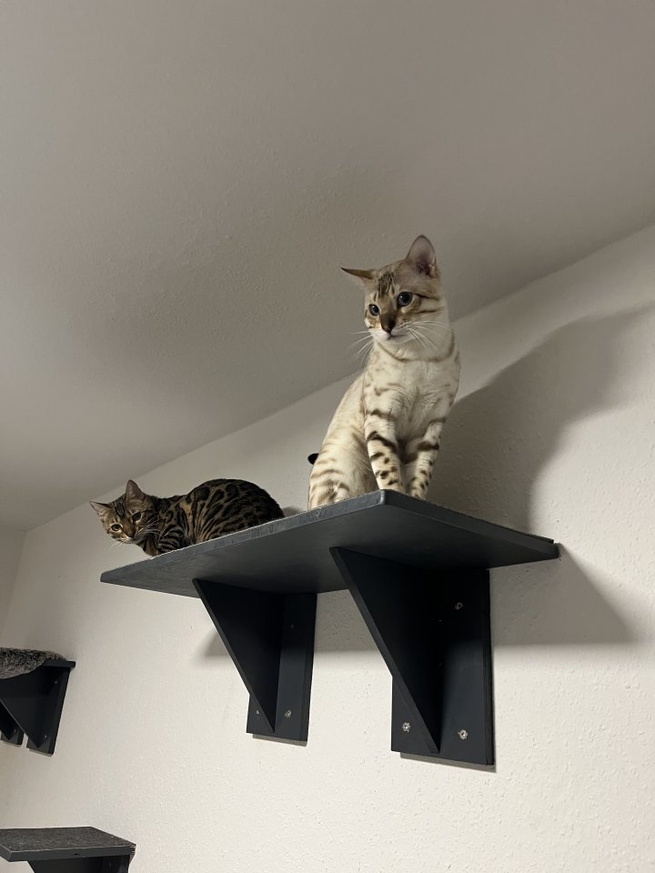 Bengal Paar (Katze/Kater) - Bengal - Sarstedt