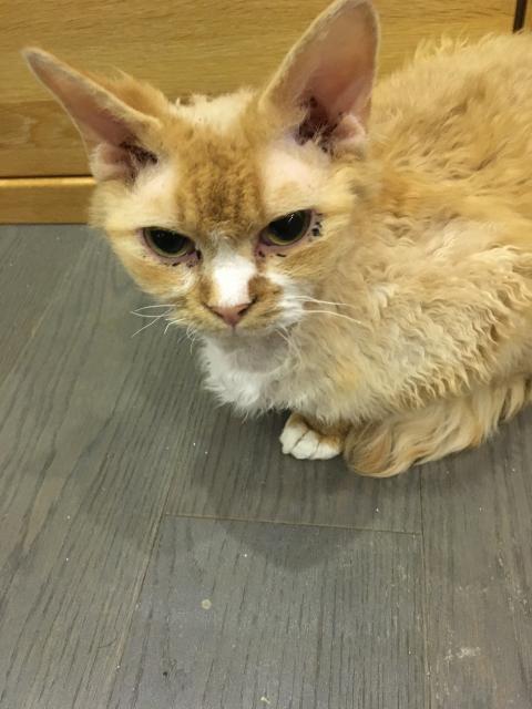 Devon Rex Kater - Katzen Sonstige - Coburg 