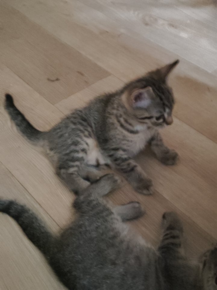 Katzenwelpen in liebevolle Hände abzugeben - Hauskatzen - Leuna