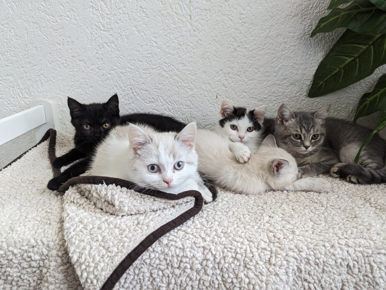 Reinrassige BKH Kitten - British Kurzhaar - Greppin