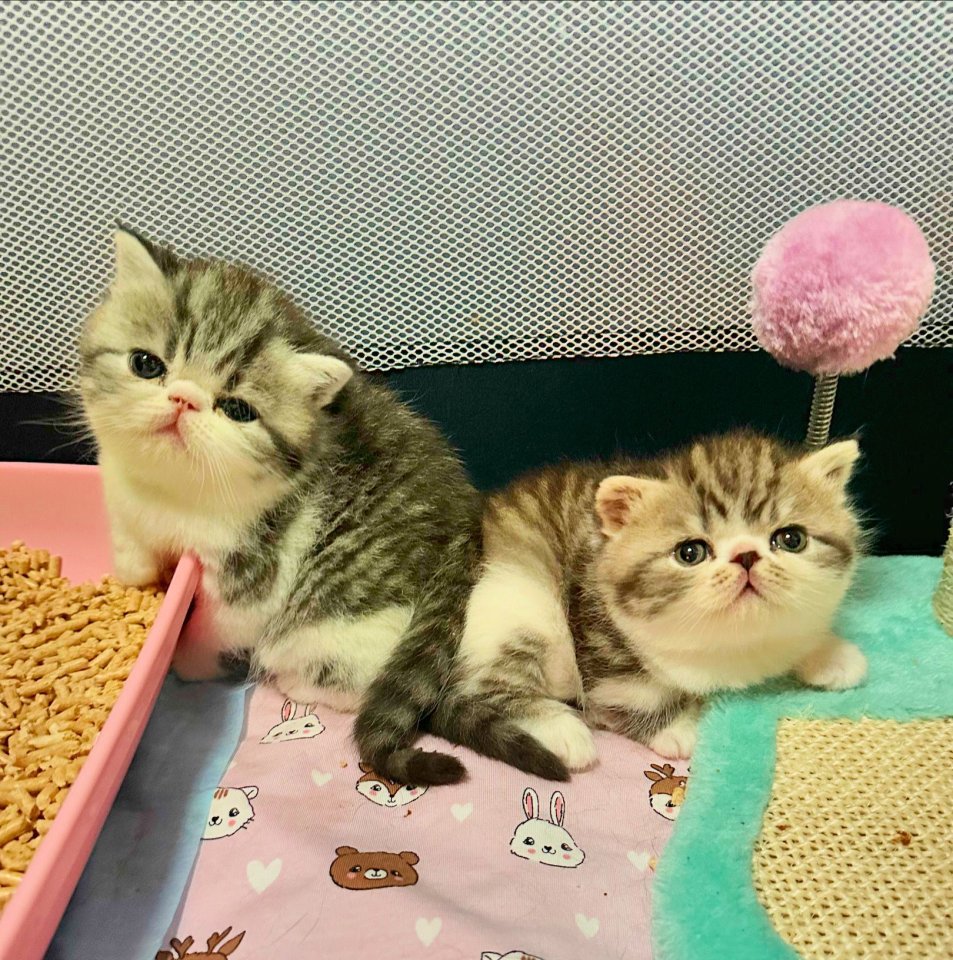 Exotic Shorthair Schönheiten: Fibie und Ferrero suchen neue Familie - Exotic Shorthair - Köln