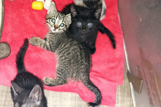 4 baby Kater suchen noch  - Mischling - Düsseldorf 