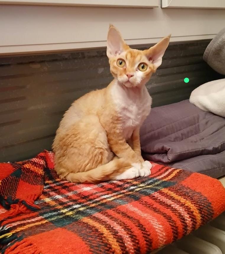 Devon Rex Kater Amour (10 Monate, kastriert) - verspielt und sehr liebevoll - Devon Rex - Limburg