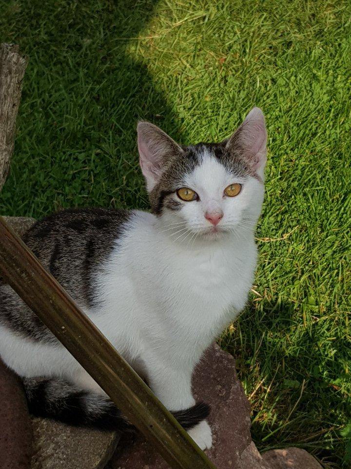 Süße kleine Katerchen  in liebevolle Hände ab zu geben - Mischling - Plattenburg