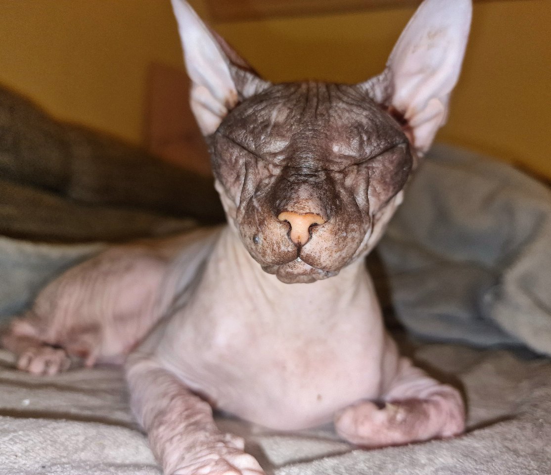 Don Sphynx weiblich - Sphynx - Apolda
