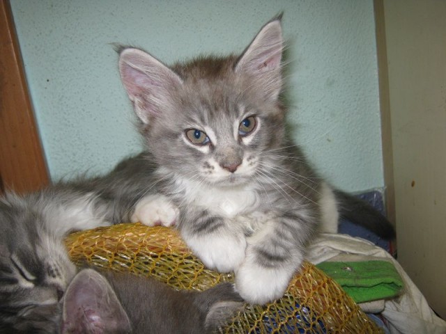 Maine-Coon Mädchen m.P. - Maine Coon - Hallerndorf