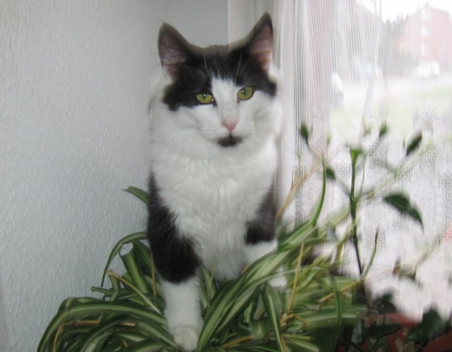 Typvoller Norweger - Jungkater sucht neues Personal - Norwegische Waldkatze - Lahstedt