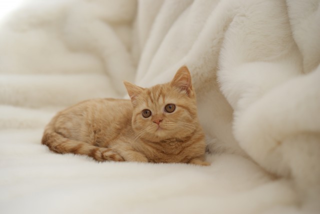 British Kurzhaar Katzkinder suchen - British Kurzhaar - Mönchsroth