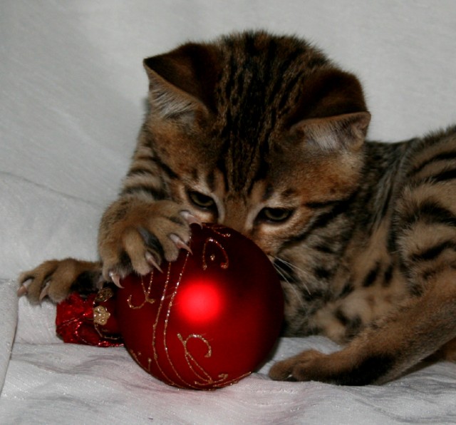BENGAL Kitten - Bengal - Oranienburg