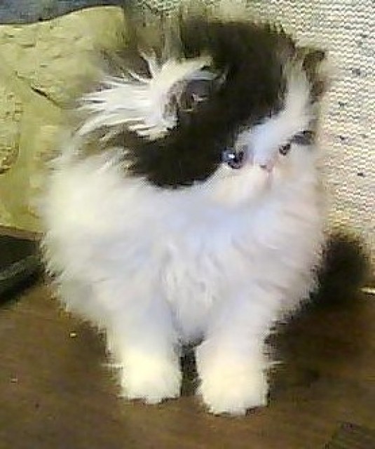 Perserkitten - Perser - dötlingen