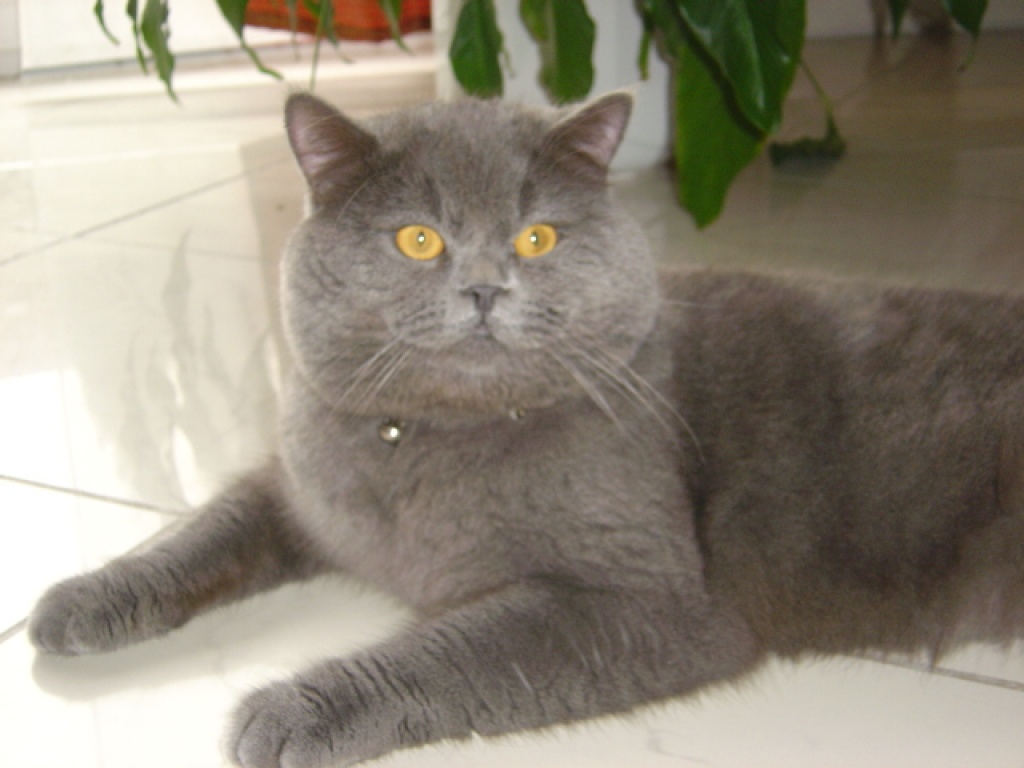 BKH Deckkater blau - Deckkater - Bremen