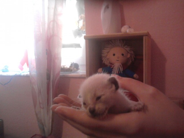 Siamkatzenbabys   Tel.09278 770318 - Siam - Weidenberg