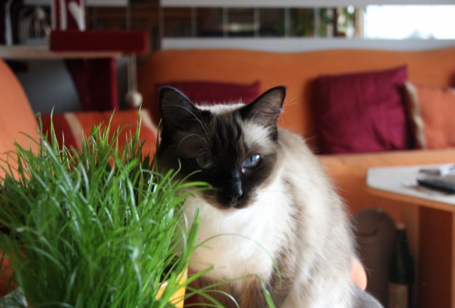 Traumhaft schöne Ragdoll  s - Ragdoll - Friedrichsthal
