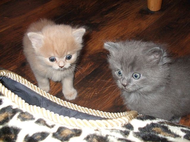 Zwei süße Norwegische Waldkater stellen sich vor - Norwegische Waldkatze - Limbach-Oberfrohna