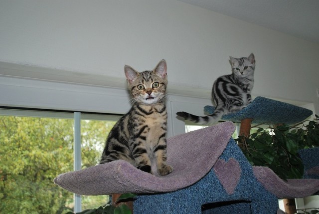 Kater in golden tabby classic sofort abtzgeben - British Kurzhaar - Asbach