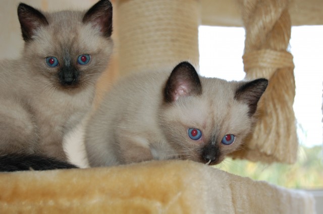 2 zauberhafte reinrassige Siamkitten suchen ein liebevolles Zuhause - Siam - Trippstadt