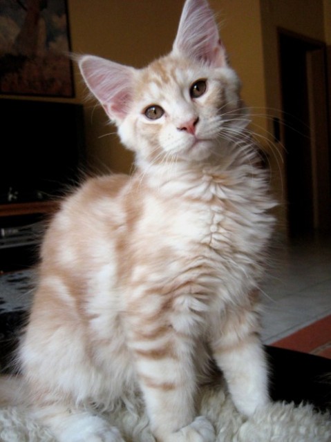 Maine Coon Gorden mit Stammbaum - Maine Coon - Duisburg
