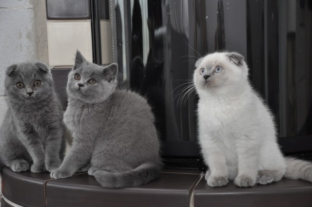 Wunderschöne BKH und Scottish Fold Katzen - British Kurzhaar - Altdorf