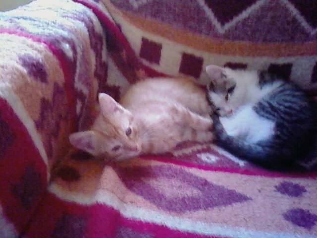 2 Kater wollen die Welt entdecken - Maine Coon - Ladekath, bei Salzwedel