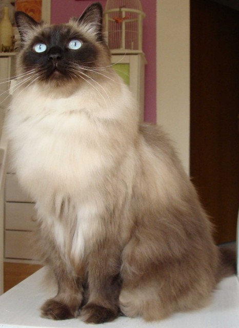 Vorsicht: Traumteam! - Ragdoll - Halle Saale