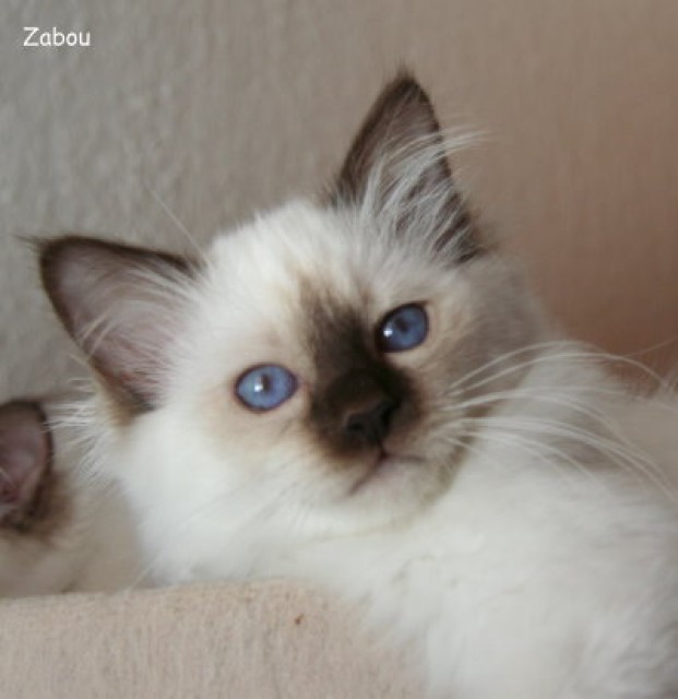 Heilige Birma, süßer Schmusekater mit Papieren - Birma - Bergneustadt