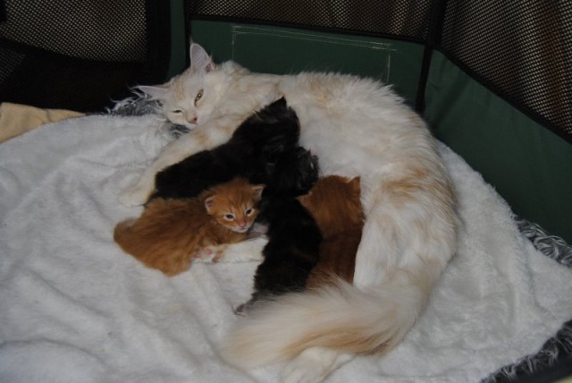 Typvolle Maine Coon Kitten zu vergeben - Maine Coon - Nettersheim