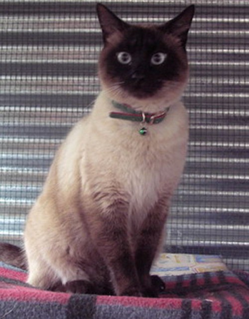 Deckkater Siam . Sucht Damen. - Siam - dortmund