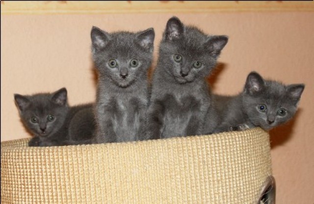 Kartäuser/Chartreux-Kitten  aus der  Cattery   von Villa Ingenheim  -Wurfankün - Kartaeuser - Potsdam