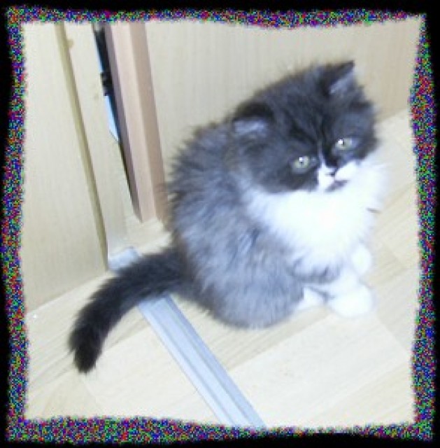 Perserbabys mit Näschen dürfen bald umziehen - Perser - Plauen