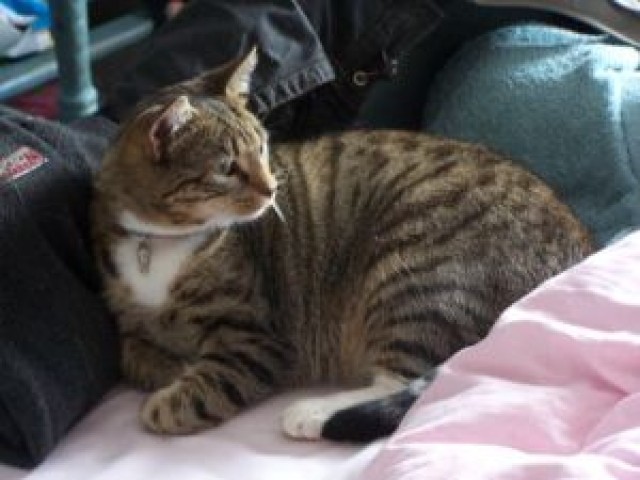 Katzenbetreuung vor Ort in Castrop-Rauxel und näherer Umgebung - Katzensitter - Castrop-Rauxel