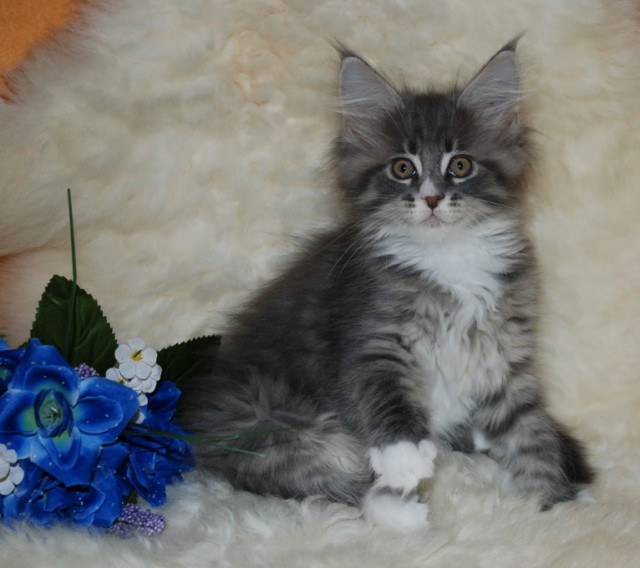 Maine Coon Blausternchen sind noch auf der Suche... - Maine Coon -  Bad Griesbach