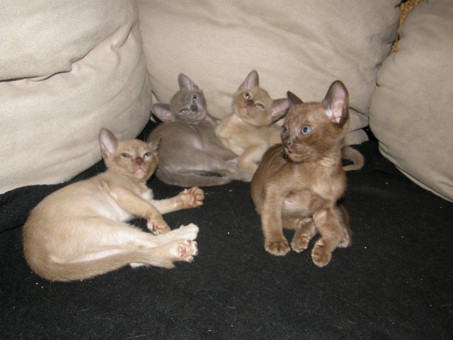 Burma-Kitten aus Hobbyzucht zu verkaufen - Burma - Hasbergen