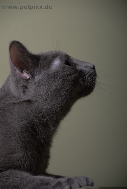 Russisch Blau Deckkater - Deckkater - Essen