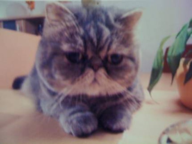 Exotic Shorthair Kleinanzeigen Exotic Shorthair Annoncen Exotic Shorthair Inserate Exotic Shorthair Anzeigenmarkt Exotic Shorthair Marktplatz Exotic Shorthair Kleinanzeigen Exotic Shorthair Annoncen Exotic Shorthair Inserate Exotic Shorthair Anzeigenmarkt Exotic Shorthair Marktplatz