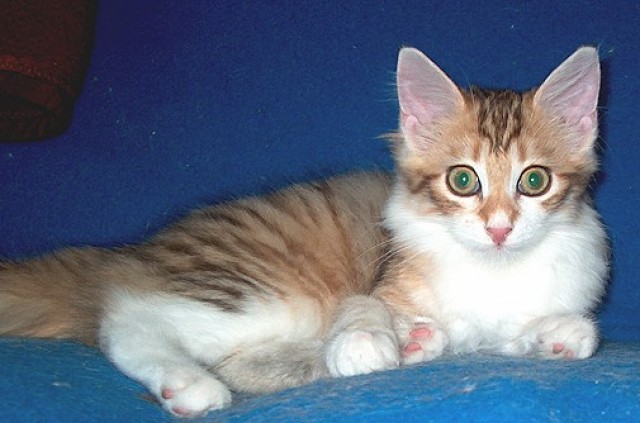 Norwegische Waldkatzenbabys suchen Liebhaber - Norwegische Waldkatze - Kahl/am Main