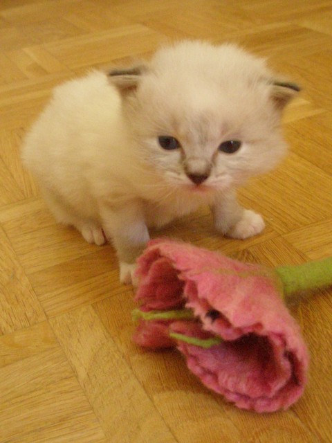 Ragdollkitten  Joshuar,Josephine. - Katzen Sonstige - Düsseldorf